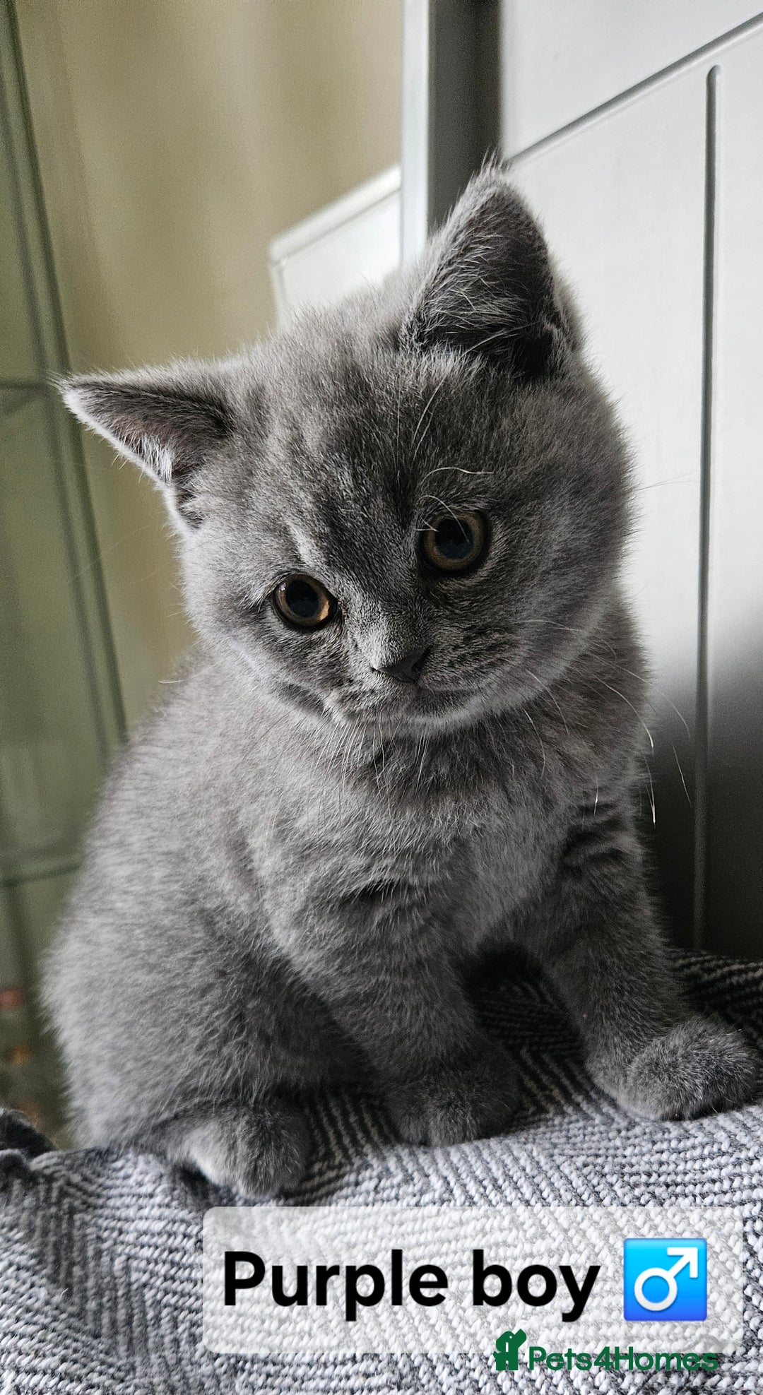 British Shorthair cats for sale: Beautiful Pedigree British short hair kittens🐈 in Buckhurst Hill - Image 12