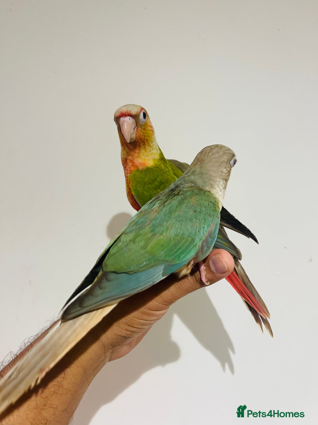 Conures birds for sale: Hand reared conures for sale  - Advert 17