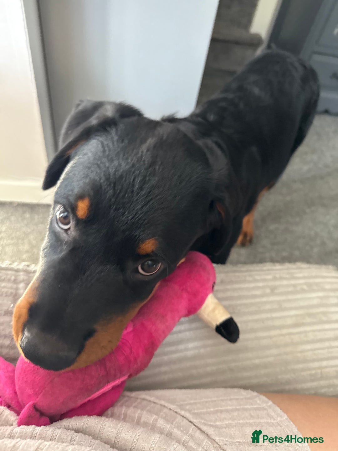 Rottweiler dogs for sale: Rottweiler pup for rehome - Advert 19