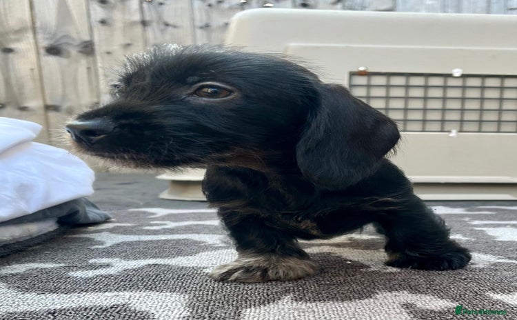 Miniature Dachshund dogs - Advert 8