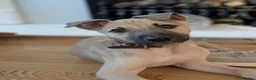 Lurcher dogs for sale: Male pup - Advert 2