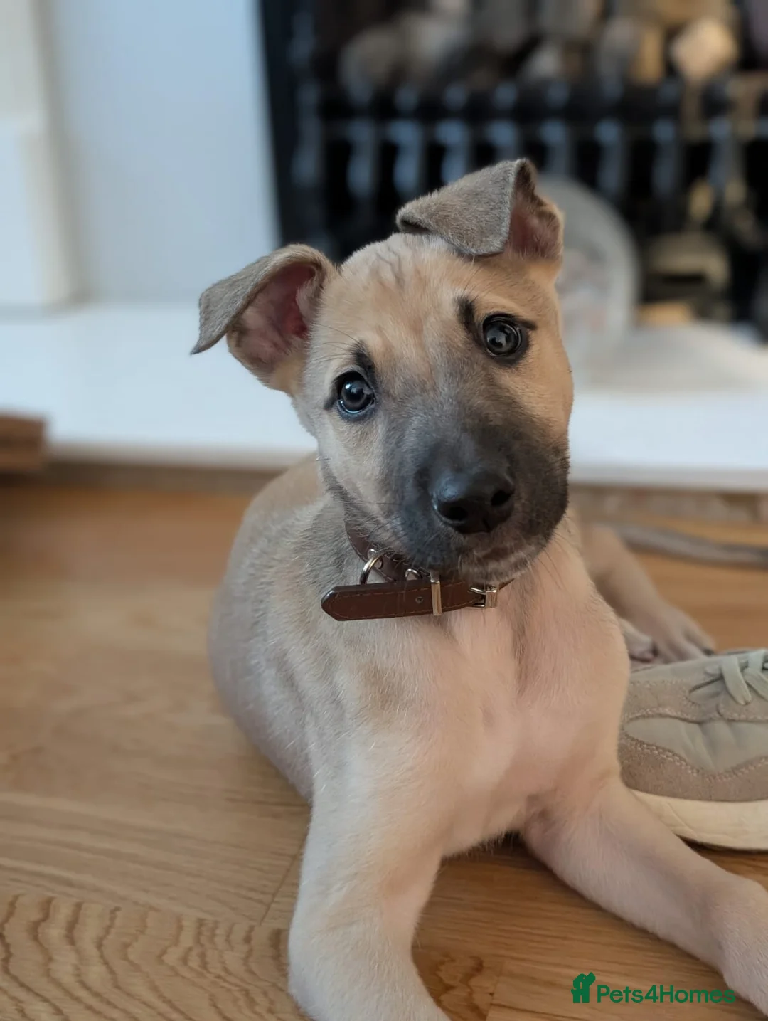 Lurcher dogs for sale: Male pup - Advert 2