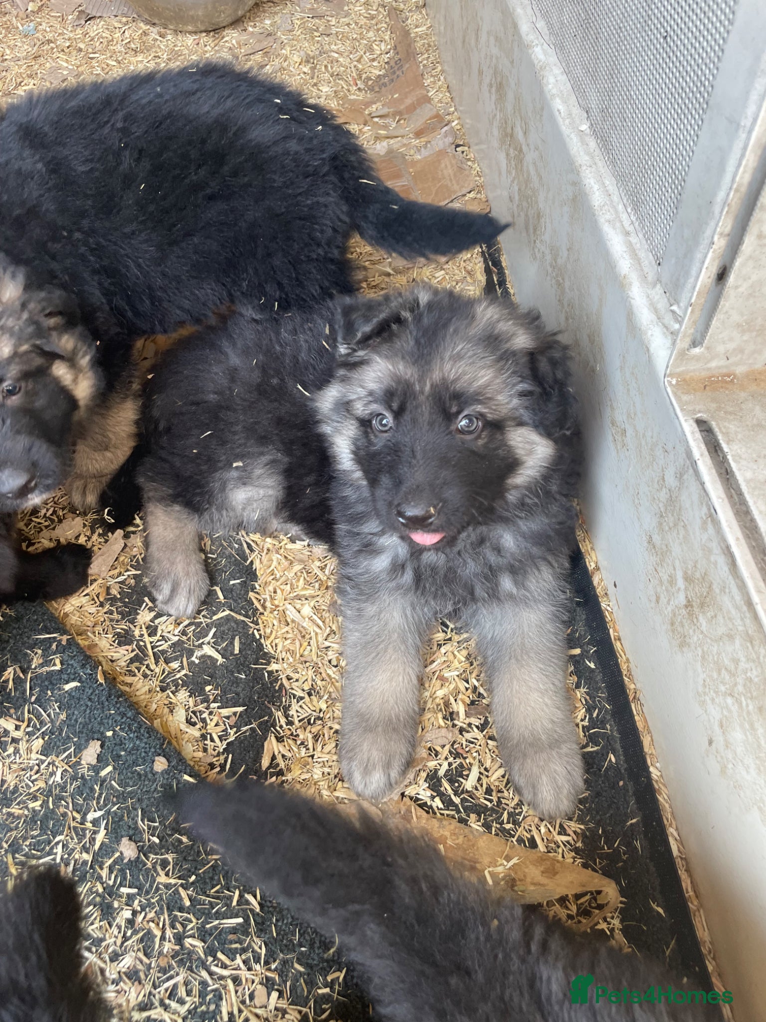 German Shepherd dogs German Shepherd puppies - Advert 2