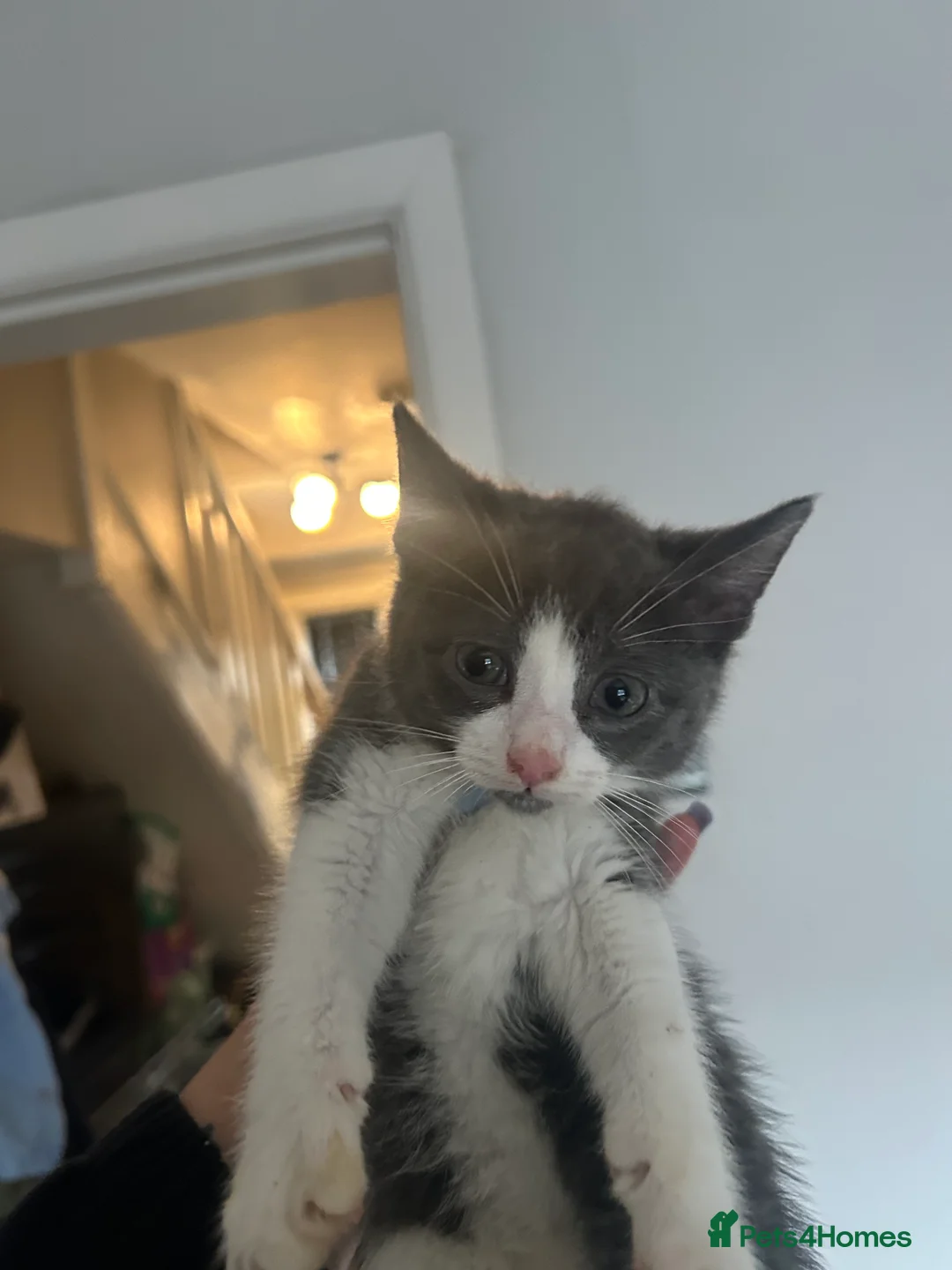 Mixed Breed cats for sale: MAINECOON X KITTENS  - Advert 8