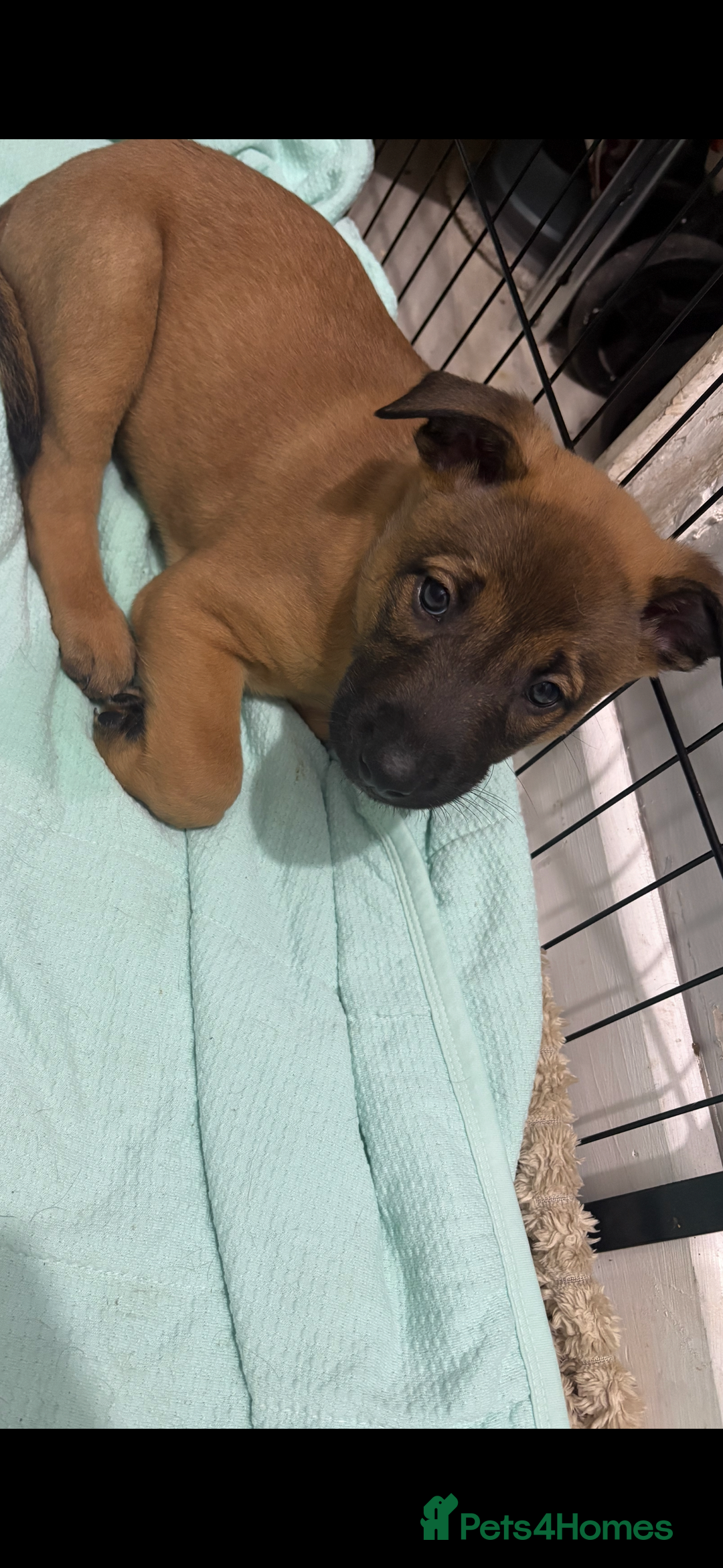 Mixed Breed dogs for sale: Belgian mali cross bullgreyhound PUPPIES  - Advert 18