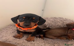 Miniature Dachshund dogs for sale: Red/blac&tan mini dachshunds  - Image 10