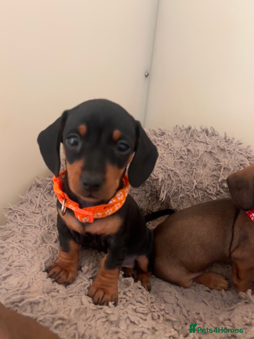 Miniature Dachshund dogs for sale: Red/blac&tan mini dachshunds  - Image 10