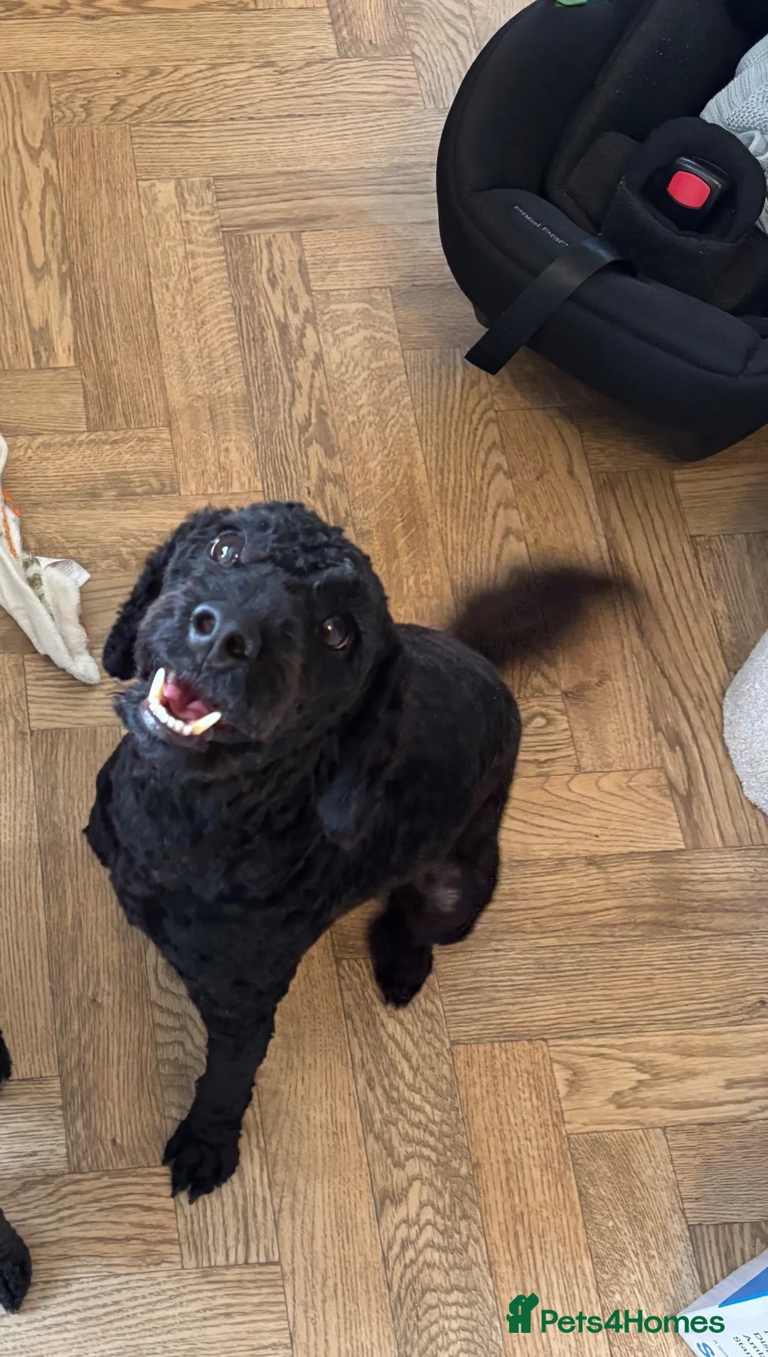 Cockapoo dogs for sale: Cockapoo male. Jet. 3 years old  in Newcastle upon Tyne - Advert 2