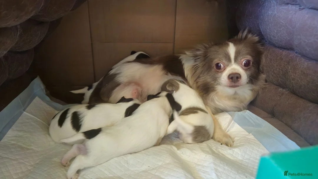 Chihuahua dogs for sale: Full pedigree long coat chihuahua lilac/chocolate - Advert 1