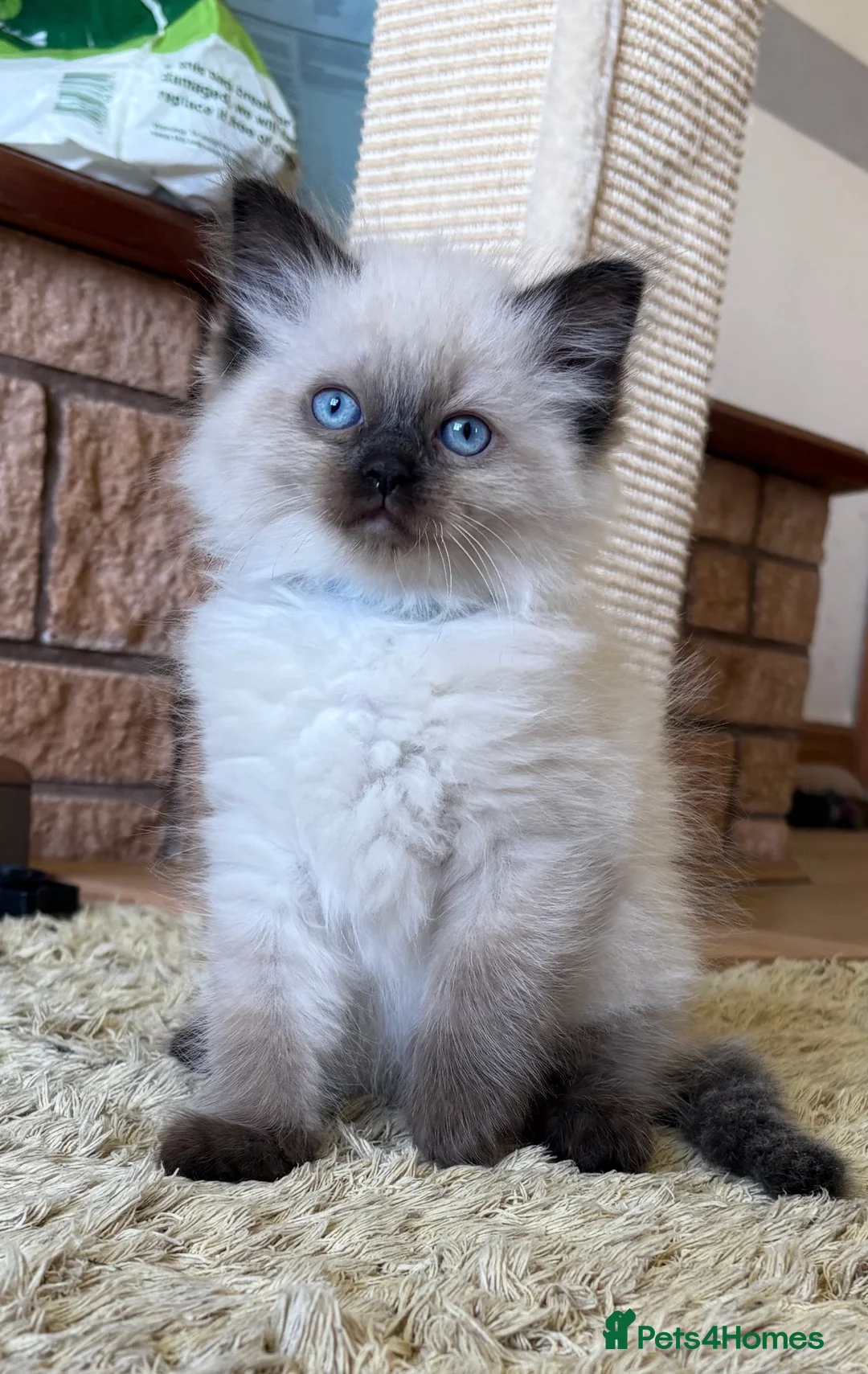 Ragdoll cats for sale: Ragdoll kitten beautiful little boy ready to go  - Advert 1