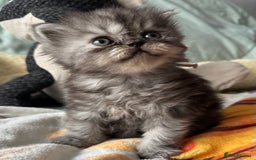 Exotic cats for sale: Superb Exotic Chinchilla kittens - Health tested  - Image 14