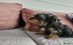 Yorkshire Terrier dogs for sale: For sale Yorkshire Terrier  - Image 5