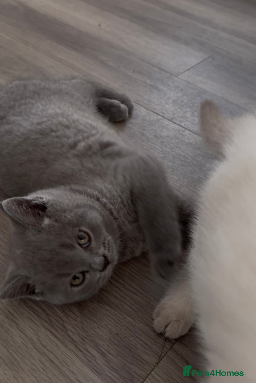 British Shorthair cats for sale: Chunky Pedigree British short hair kittens *ready* - Image 10