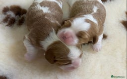 Cavalier King Charles Spaniel dogs for sale: KC Reg. BOYS DNA clear and Health Tested Parens - Image 2