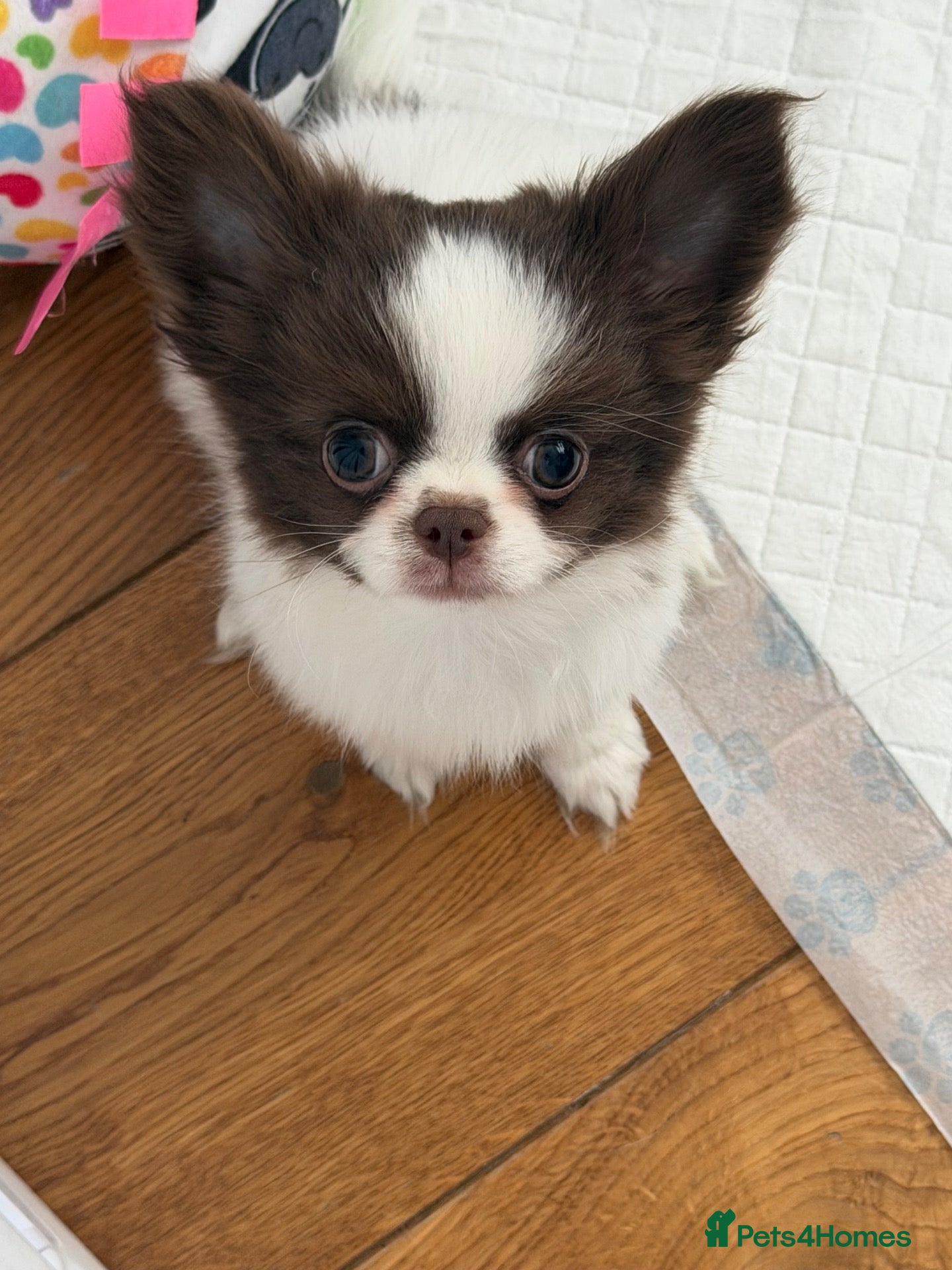 Chihuahua dogs KC Thai/Russian Long coat Boy  - Advert 2