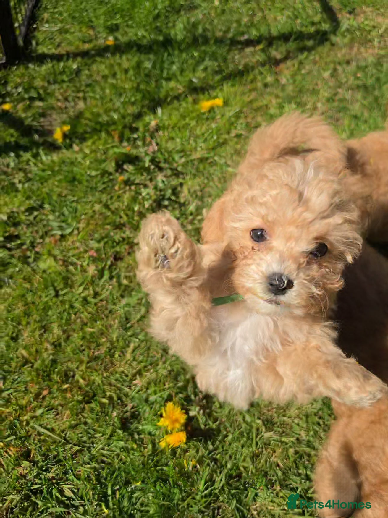 Poochon dogs for sale: Boys 850 , Girls 1050  - Advert 1