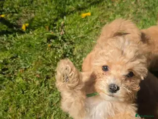 Poochon dogs 7 Beautifull poochons ready for new homes - Advert 8