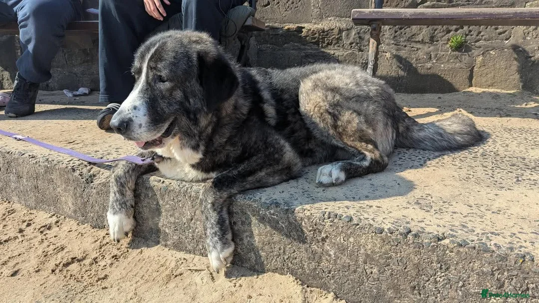 Mixed Breed dogs for sale: 🐾💙 Lovely Lore 💙🐾 in North Shields - Advert 2