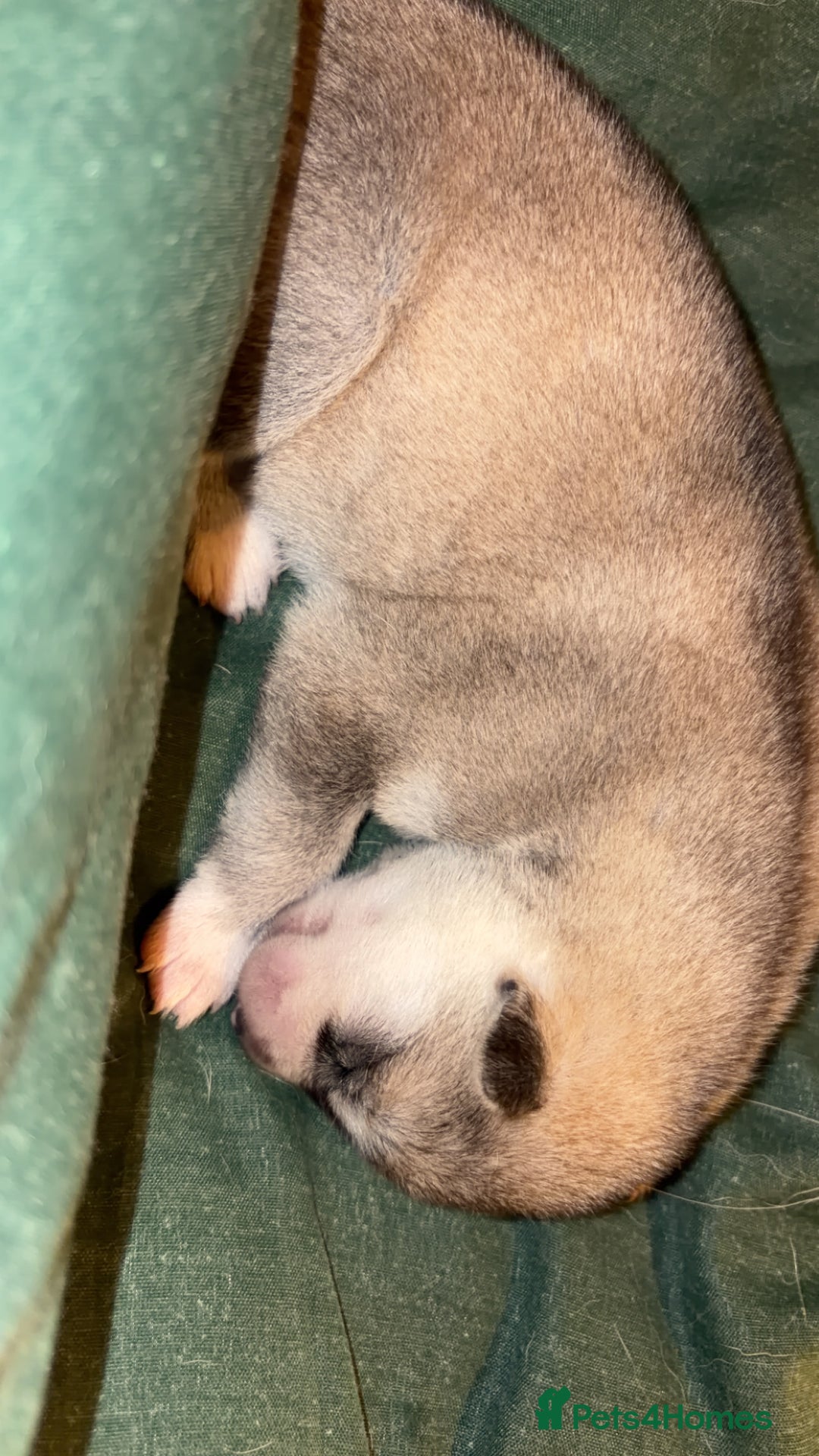 Shepsky dogs for sale: Northern innuit puppies - Advert 10