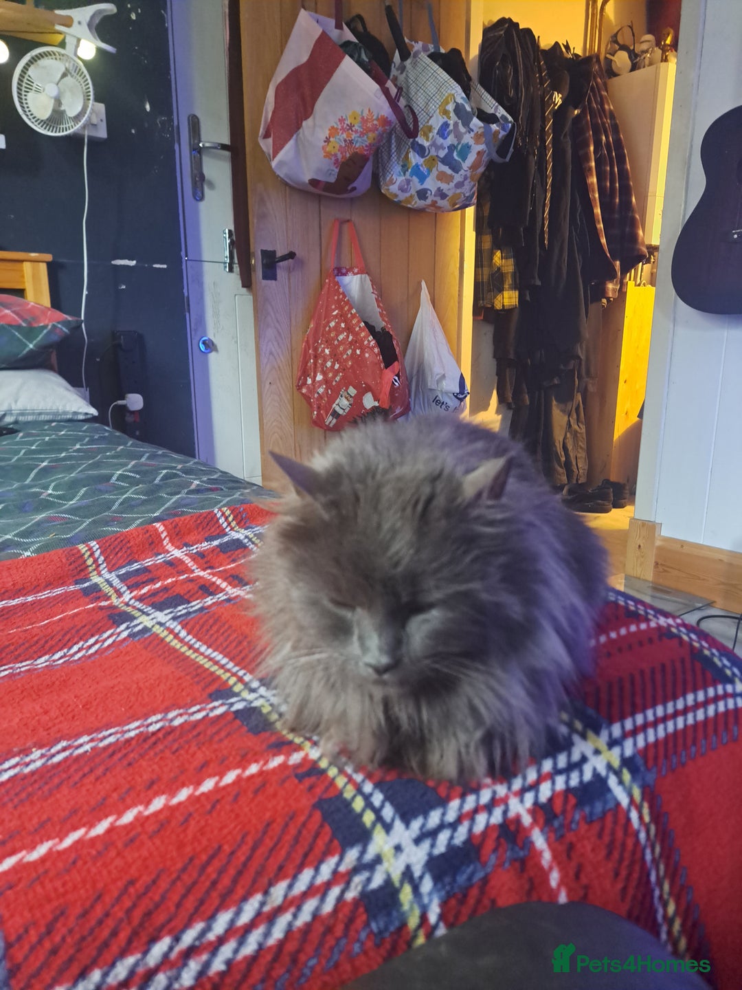 Nebelung cats for sale: Fluffy Nebelung mixed kittens for sale, last one - Advert 2