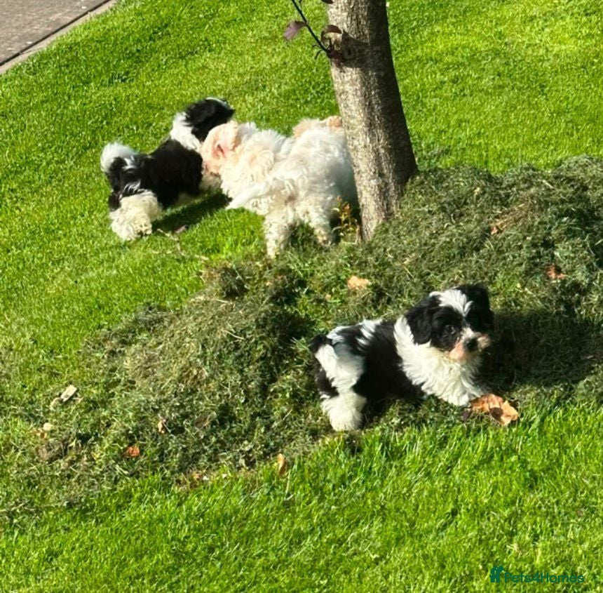 Shihpoo dogs Small Shih-poo Puppies - Advert 16