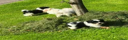 Shihpoo dogs for sale: Small Shih-poo Puppies - Advert 2