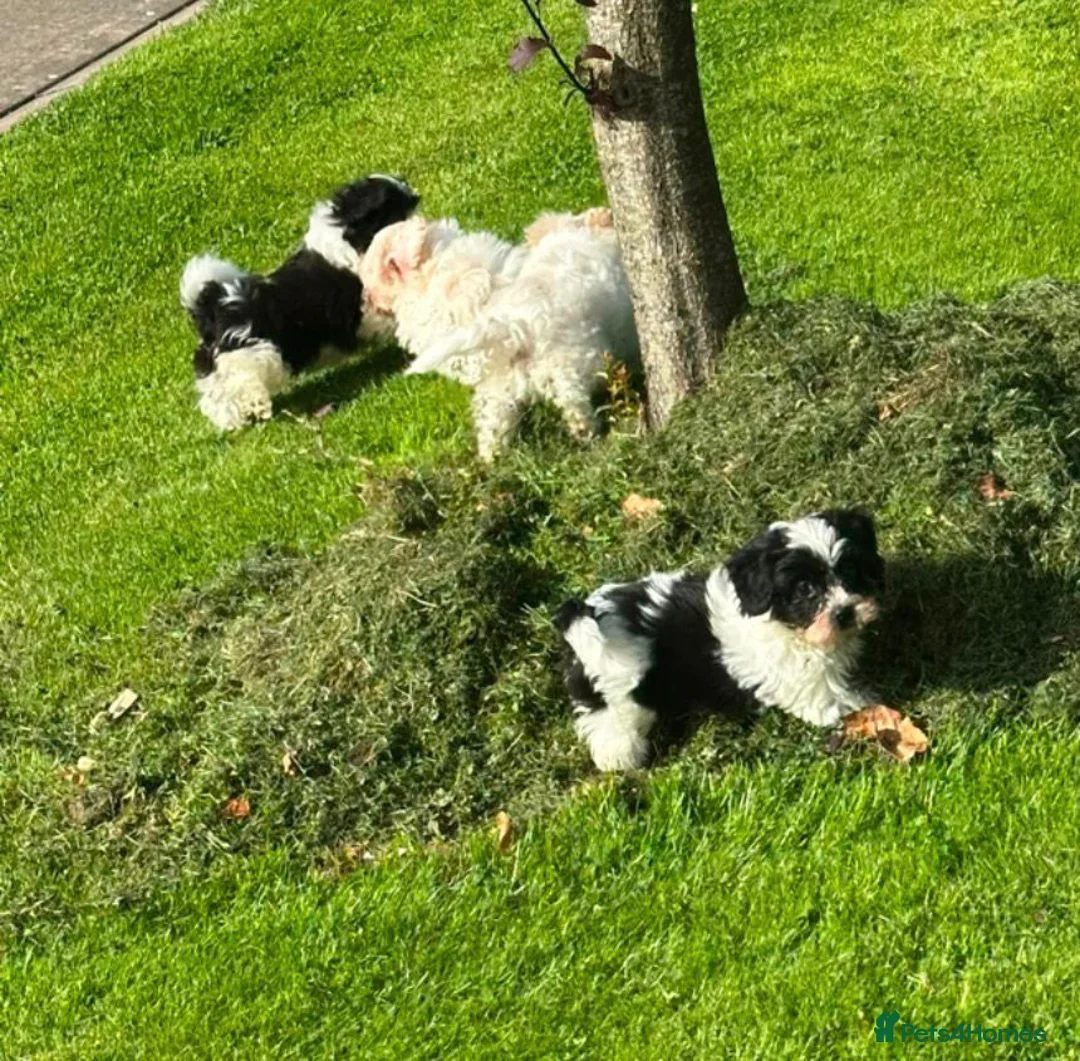 Shihpoo dogs for sale: Small Shih-poo Puppies - Advert 2