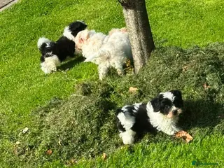 Shihpoo dogs Small Shih-poo Puppies - Advert 16