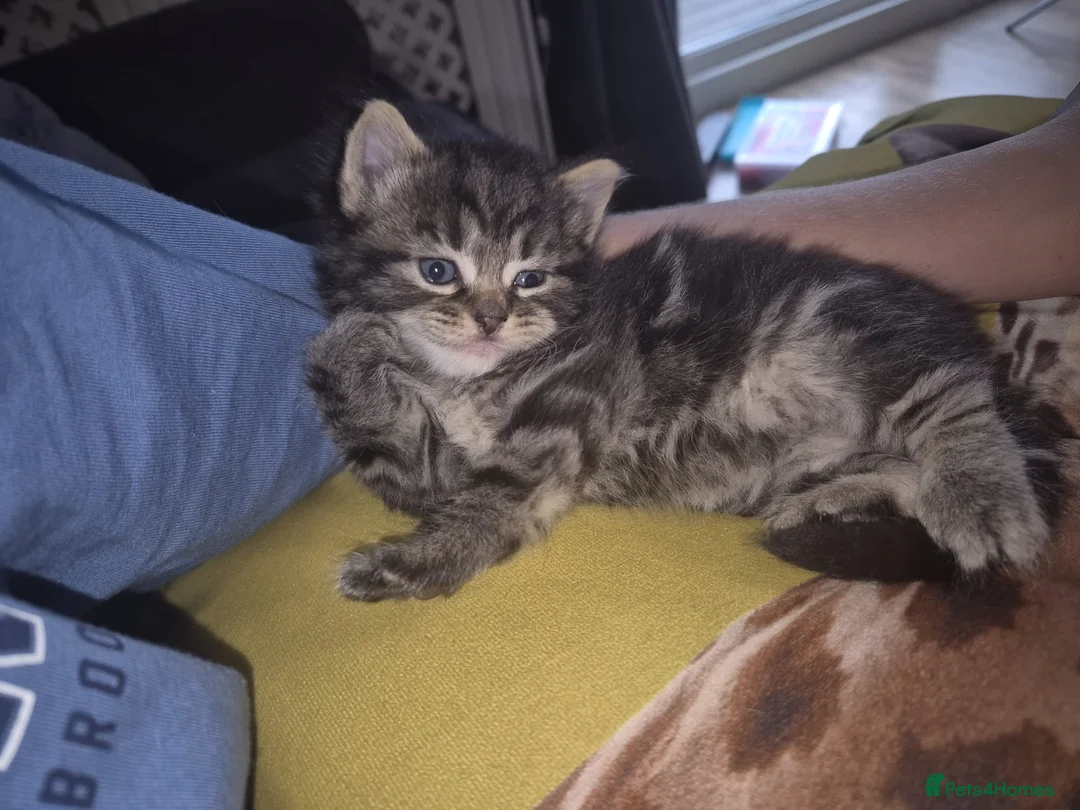Norwegian Forest Cat cats for sale: Norwegian forest cat X marbled bengal - Advert 2
