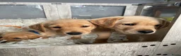 Labrador Retriever dogs for sale: Stunning Litter of Yellow Labradors - Advert 2