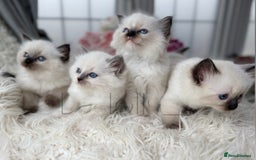 Ragdoll cats for sale: Only Two Kittens Available ready to go 🐾 - Image 2