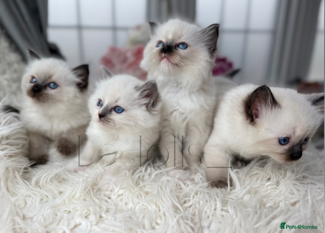 Ragdoll cats for sale: Only Two Kittens Available ready to go 🐾 - Image 2