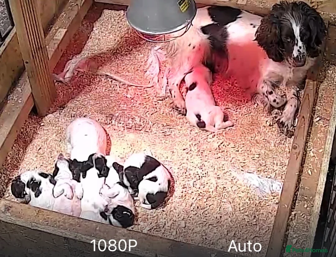 English Springer Spaniel dogs for sale: KC Springer Spaniel puppies for sale  - Advert 8