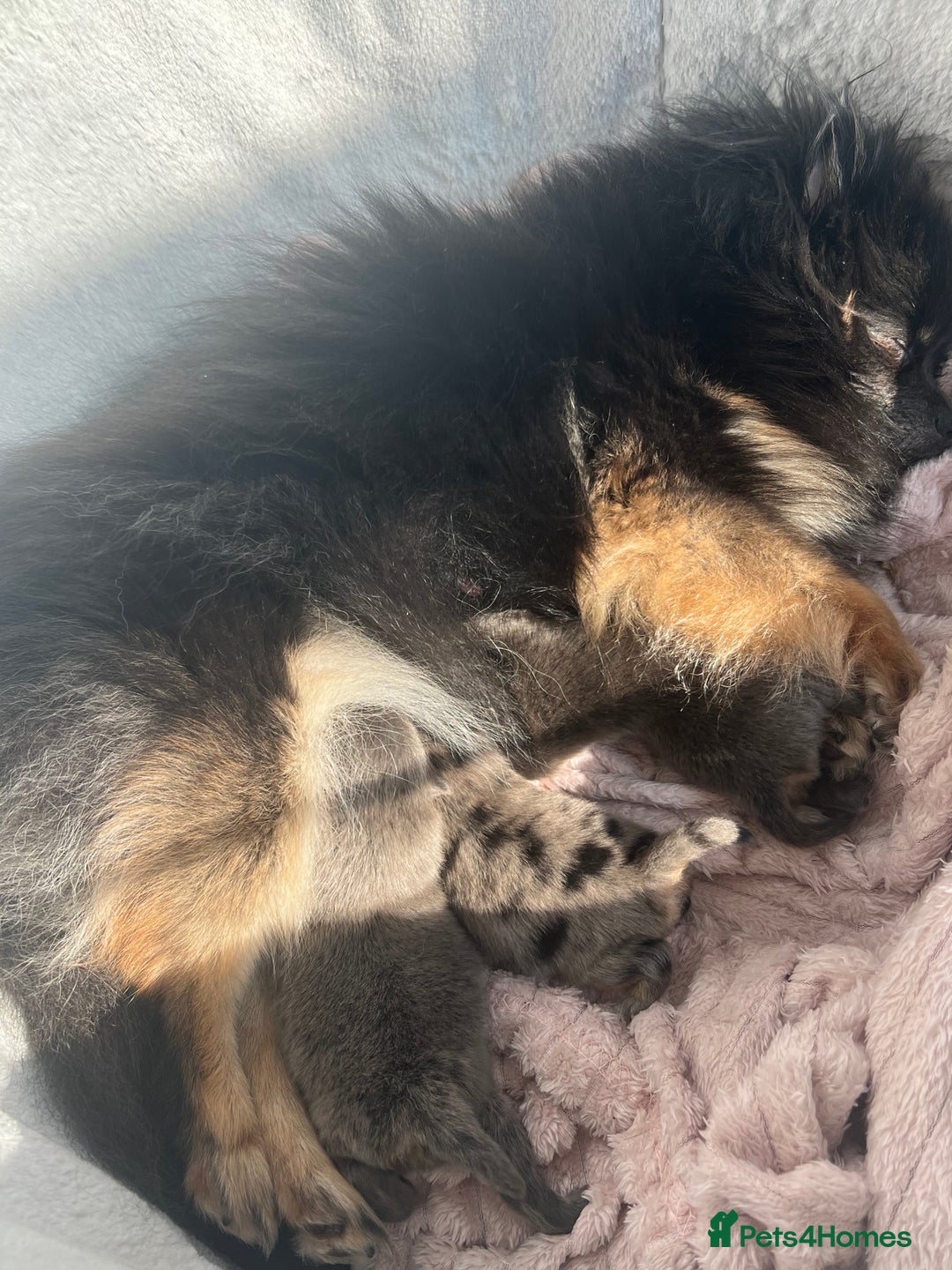 Pomeranian dogs for sale: ** KC pomeranian puppies - Image 13