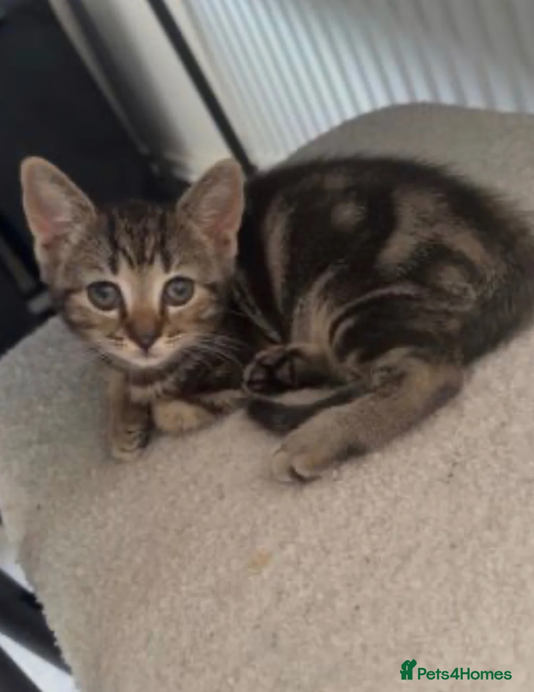 Mixed Breed cats for sale: LAST FEMALE KITTEN LEFT  - Advert 2