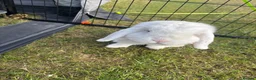 Dwarf Lop rabbits for sale: Bugsy  - Advert 4