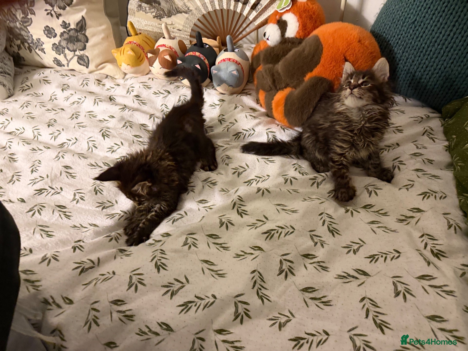 Maine Coon cats Large Kittens TICA Registered Champion lines - Advert 5