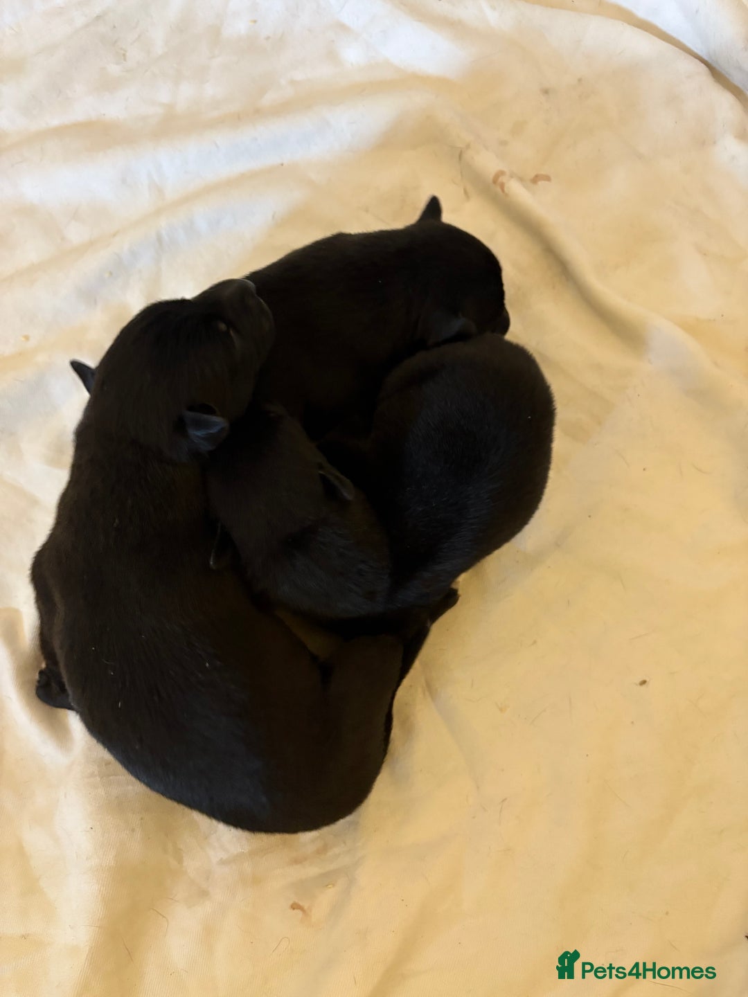 Lurcher dogs for sale: Lurcher pup - Advert 5