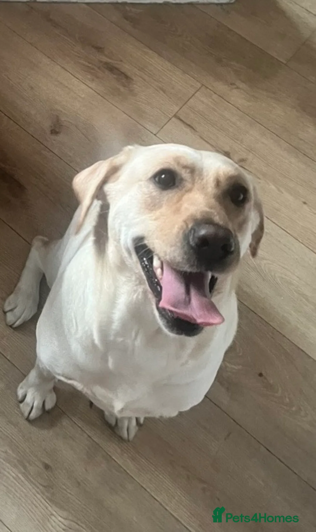 Labrador Retriever dogs for sale: Female Labrador  - Advert 2