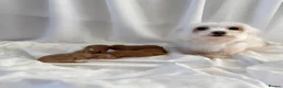 Maltipoo dogs for sale: 🐾 toy maltipoo puppy’s 🐾 - Advert 2