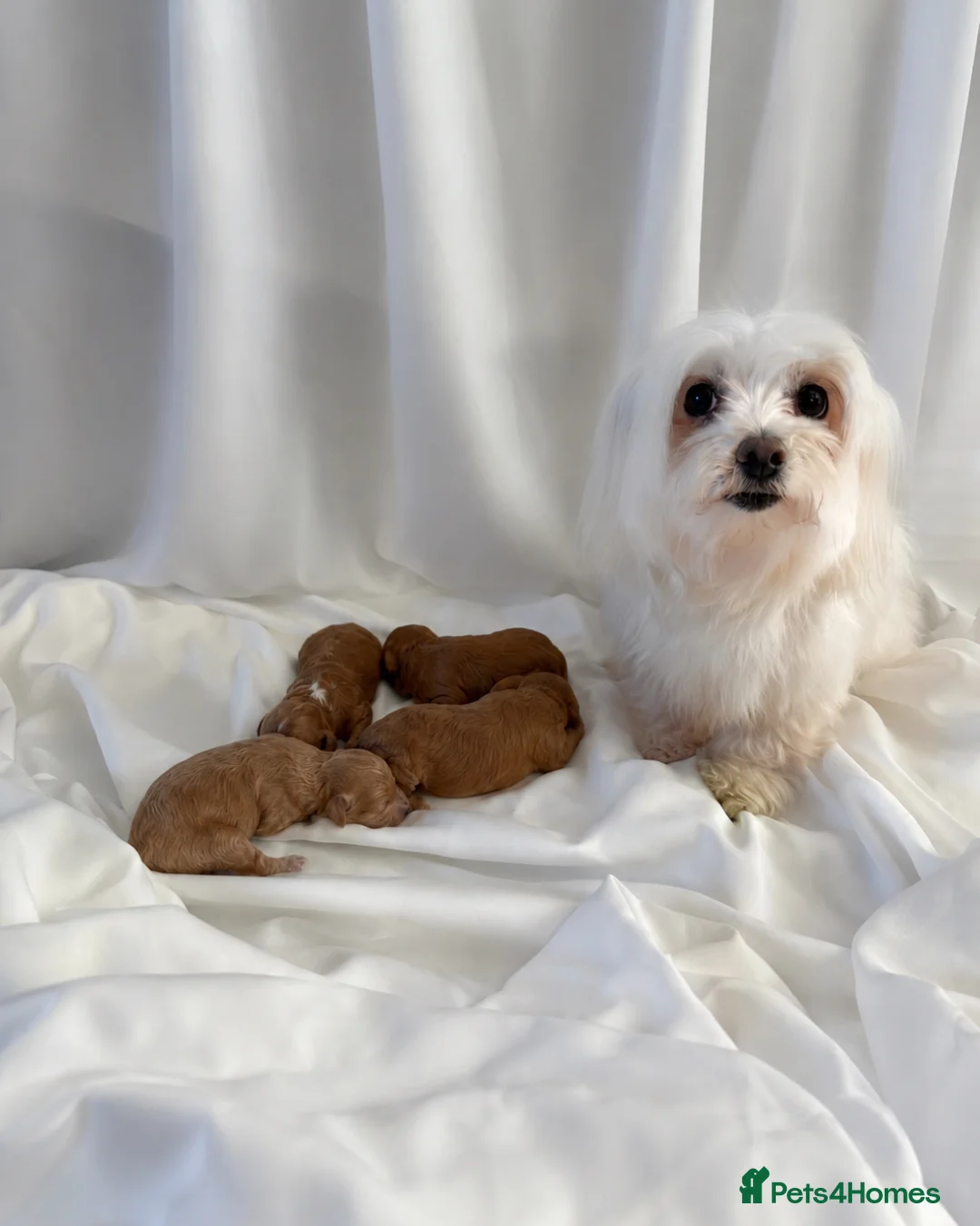 Maltipoo dogs for sale: 🐾 toy maltipoo puppy’s 🐾 - Advert 2