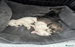 Miniature Schnauzer dogs for sale: 🐾 STUNNING KC REG MINIATURE SCHNAUZERS 🐾 - Image 12