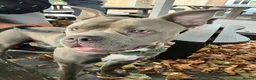 Mixed Breed dogs for stud: Big chiefo - Advert 7