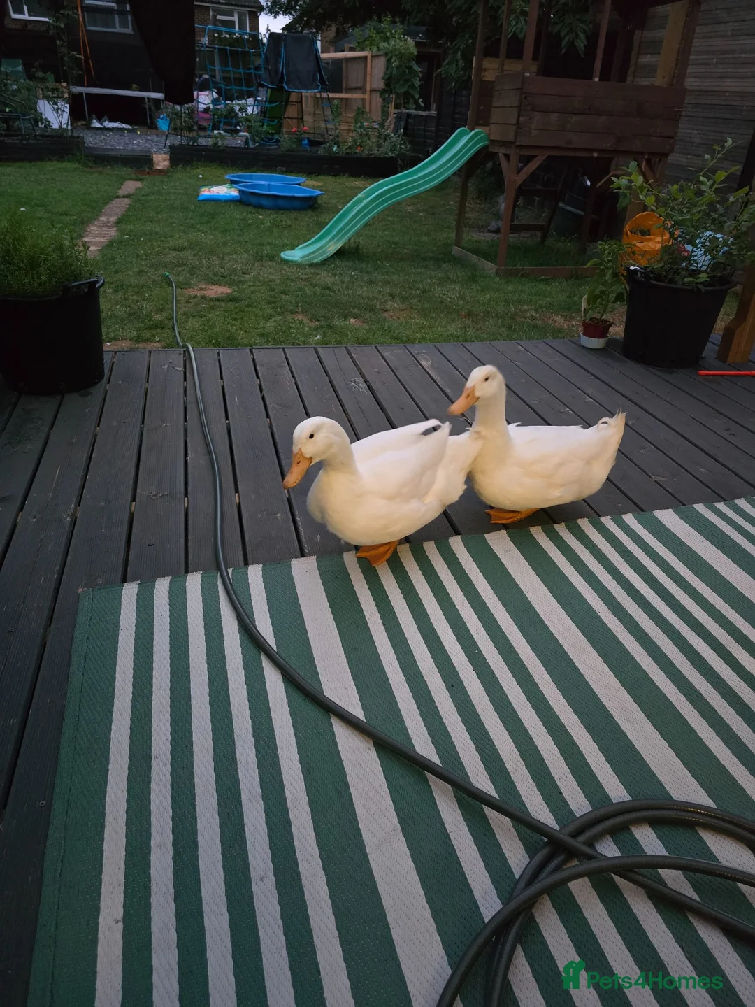 Ducks poultry for sale: 2 x male peking duck in Stevenage - Advert 2