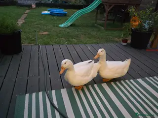 Ducks poultry 2 x male peking duck - Advert 2