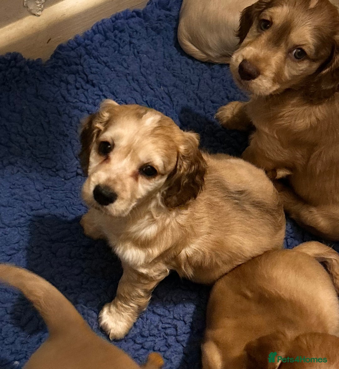 Cockapoo dogs for sale: Beautiful Cockerpoo puppies - Advert 2