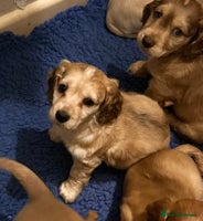 Cockapoo dogs Beautiful Cockerpoo puppies - Advert 2