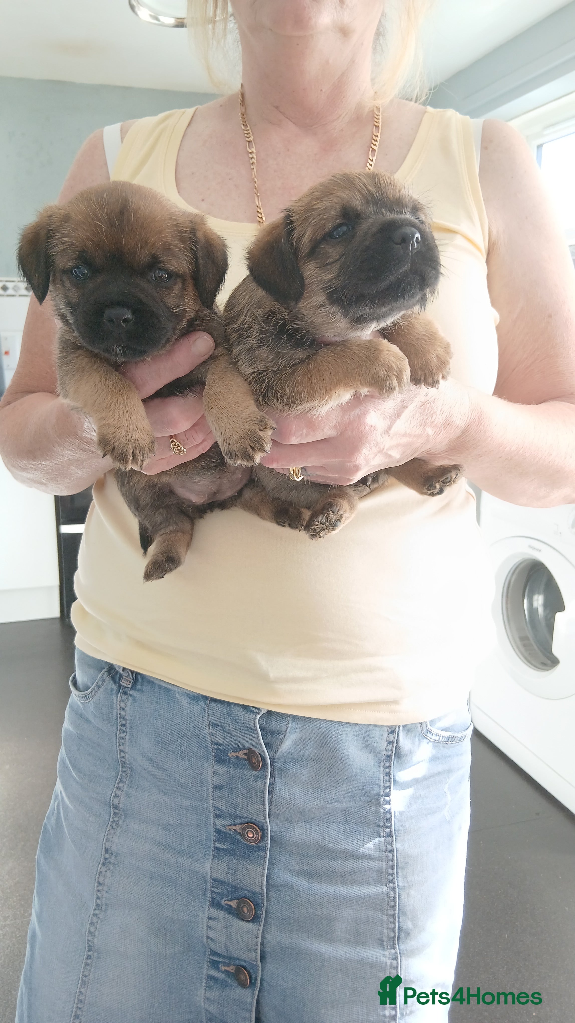 Border Terrier dogs Border terrier puppies  in Maidstone - Advert 19