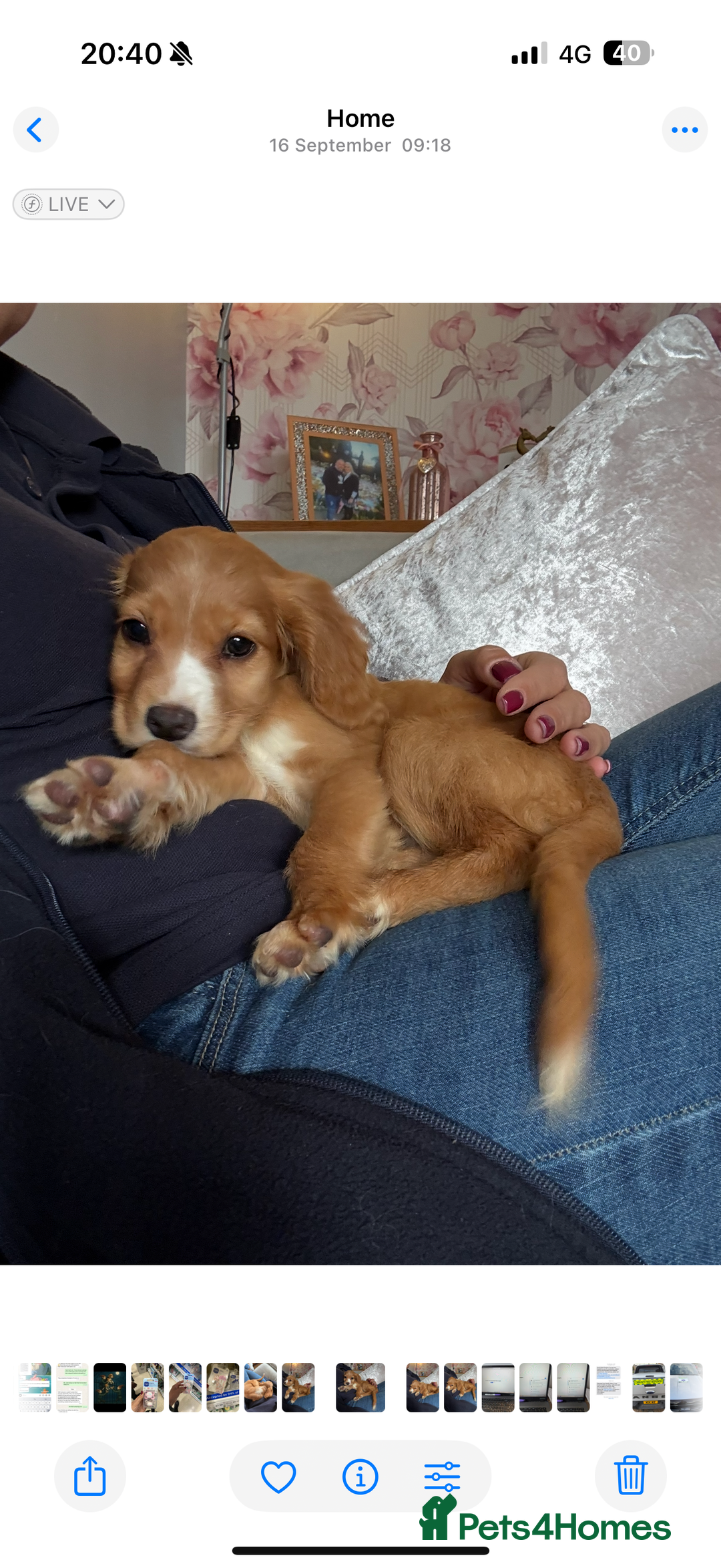 Cocker Spaniel dogs for sale: REDUCED Cocker spaniel puppies  - Image 2