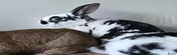 Mixed Breed rabbits for sale: 3 bonded boys  in Andover - Advert 4